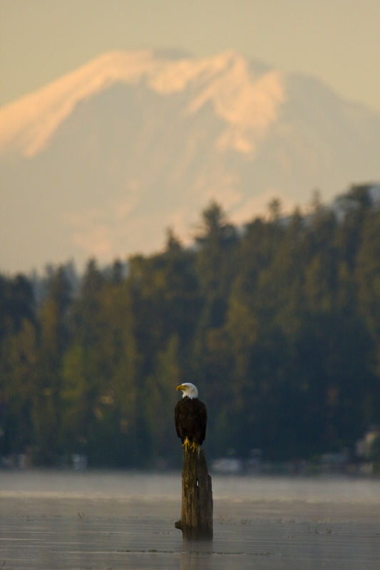 Bald Eagle And Mount Rainier